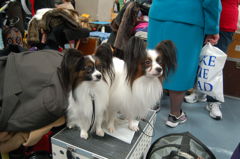 Illustration for article titled Picking Up Scraps At The Westminster Dog Show
